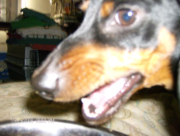 /Images/uploads/Humane Society of Utah/HSUCalendar/entries/976thumb.jpg